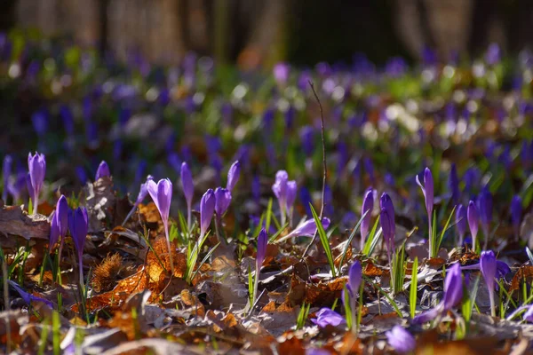 Flores Cocodrilo Primavera Por Mañana Primer Plano Floración Violeta Bosque —  Fotos de Stock