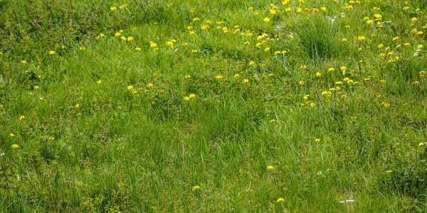 绿色草甸背景 春天的自然环境 — 图库照片