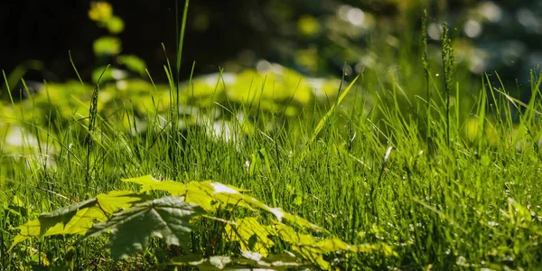 Närbild Gräs Skogen Ekologisk Natur Bakgrund Våren — Stockfoto