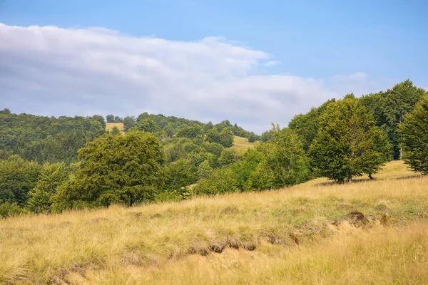 Paisagem Arborizada Montanhas Ucranianas Paisagem Rural Com Faia Verde Nas — Fotografia de Stock