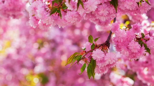 Rózsaszín Sakura Virág Háttér Napos Idő Tavasszal — Stock Fotó