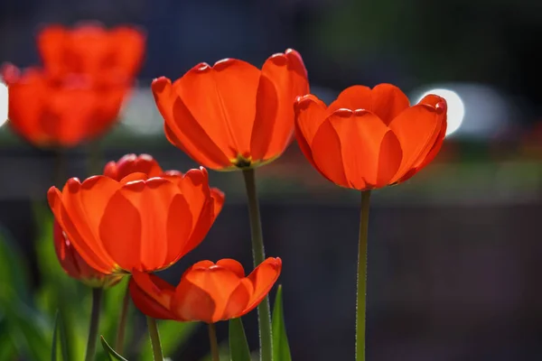 Bunch Red Tulips Sunny Day Warm April Day — Stock Photo, Image