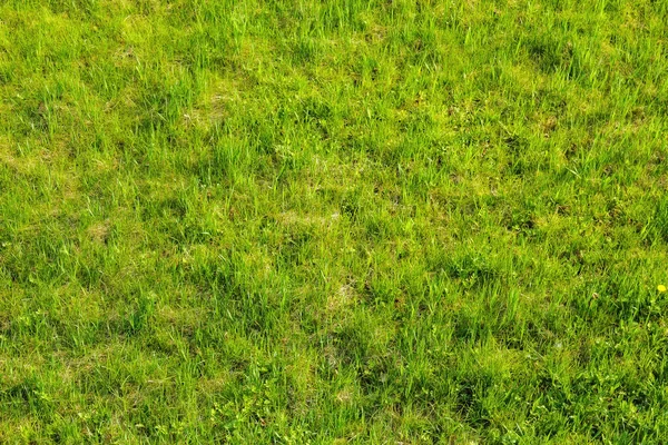 Grass Glade Background Spring Fresh Natural Texture — Stock Photo, Image