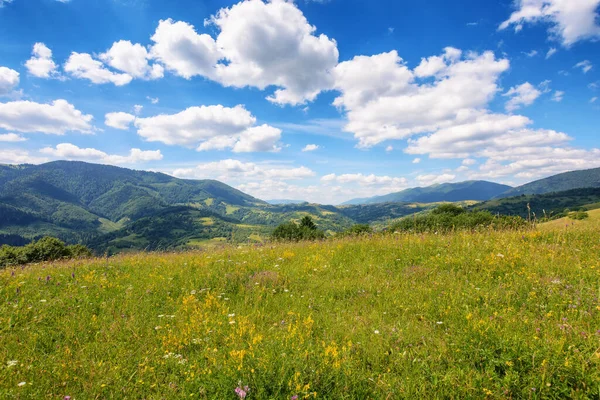 Травянистые Луга Холмах Украинского Высокогорья Устойчивая Жизнь Сельской Местности Карпат — стоковое фото