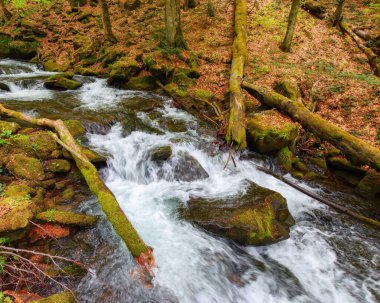 Ormandaki nehirde, kayaların arasında. Baharda doğa manzarası. ekoloji ve tatlı su kavramı