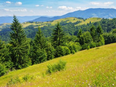 Ukrayna dağlarının tepelerindeki ormanlar. Geniş çimenli çayırlar ve bulutlu bir gökyüzünün altındaki tepe. Yazın güneşli sıcak bir gün.