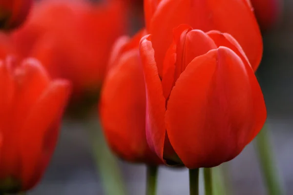 Beautiful Red Tulips Romantic Flower — Stock Photo, Image