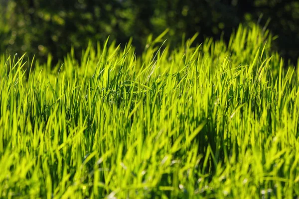 春の芝草の質感 自然を背景に — ストック写真
