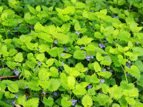 stock image herbs and weeds blooming among the grass. weeds and lawn care background