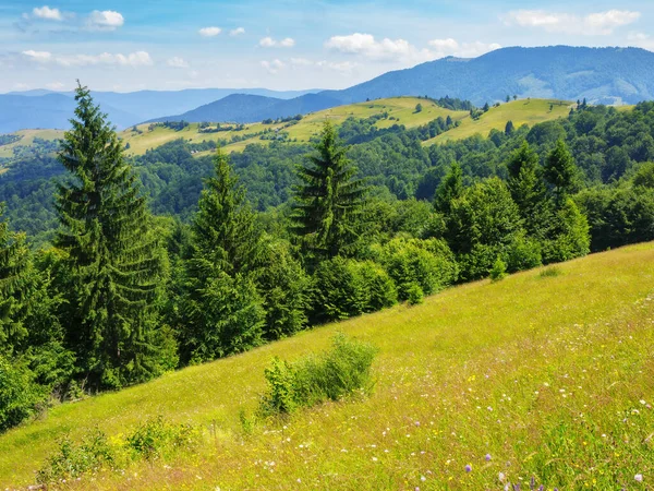 乌克兰人高地山丘上的森林 广阔的草甸和山脊 在天空和云彩之间的距离 夏天温暖的晴天 — 图库照片