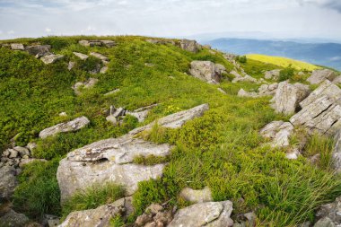 Dağlardaki harika yaz manzarası. Çimenli çayırlar ve yuvarlanan tepeler. Yamaçtaki kayalar ve taşlar. Sabah ışığında resim gibi bir sahne. Ukrayna Karpatları kırsal bölgeler