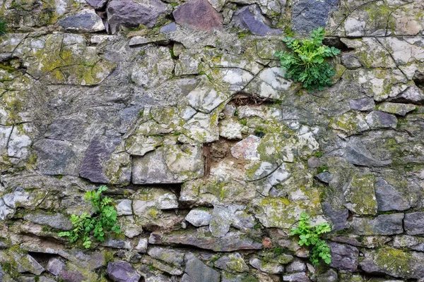 Oude Stenen Muur Mos Planten Het Grunge Oppervlak — Stockfoto