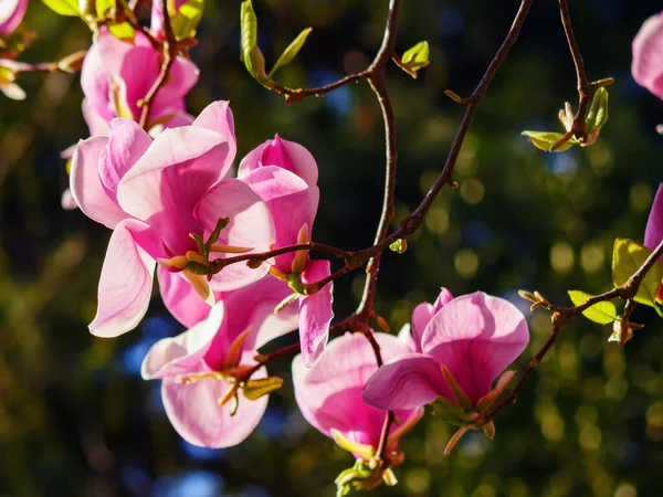 Árbol Magnolia Púrpura Plena Flor Fondo Naturaleza Primavera Parque — Foto de Stock