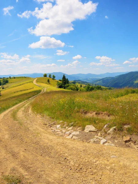 trail through alpine meadows and pastures. mountainous rural landscape in summer. sunny afternoon with fluffy clouds on a blue sky