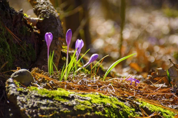 Дикі Фіолетові Квіти Цвітуть Серед Опалого Листя Весняний Сезон Святковий — стокове фото