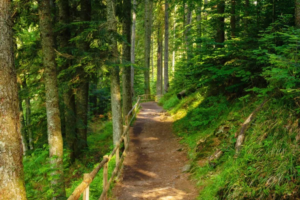 Grüner Waldpark Mit Schöner Landschaft Weg Und Zaun Zwischen Den — Stockfoto