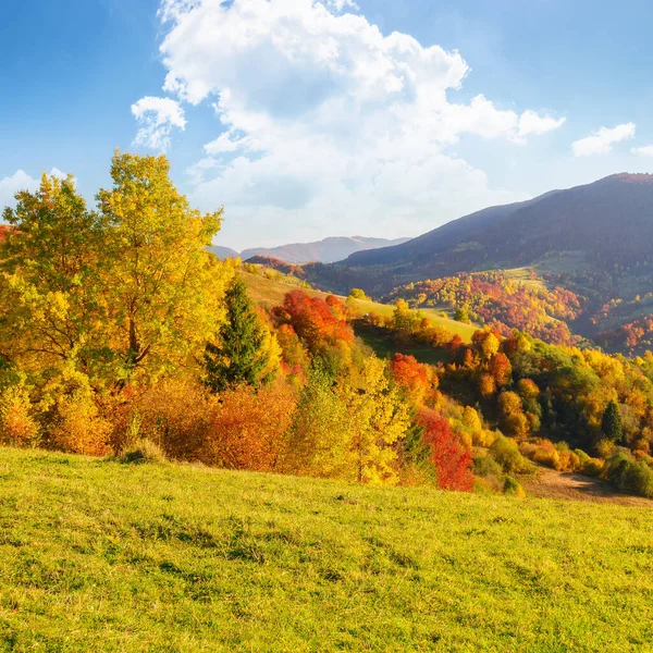 Forested Hills Carpathian Countryside Autumn Colorful Scenery Sunny Afternoon Mountains — 图库照片