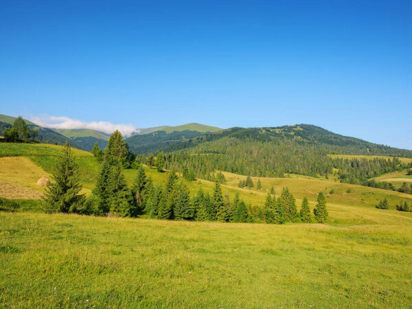 Carpathian countryside with grassy meadows. summer landscape in mountains