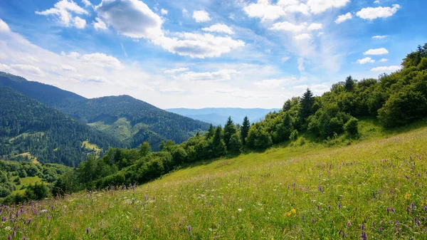 草原のある山の風景 丘の上の木や雲のある青い空の下の距離の田舎の谷 — ストック写真