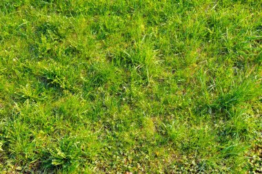 Yeşil çimenlik yaz geçmişi. Taze çimen dokusu