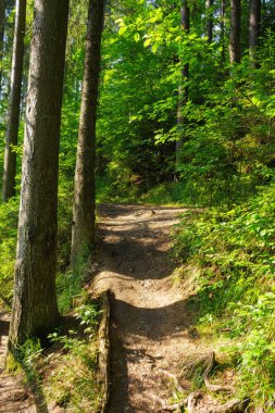 Forest Park 'ta yeşil yaz manzarası. Ormanda çitli açık hava patikası