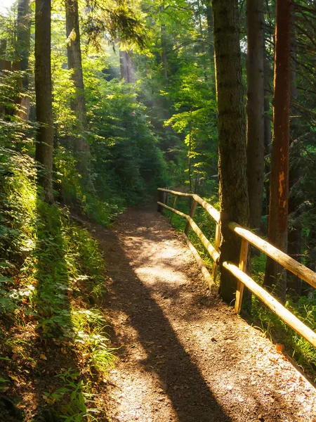 Schöner Sommer Waldpark Mit Grünem Weg Landschaft Mit Zaun Entlang — Stockfoto