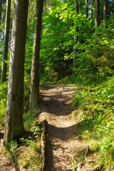 Grüne Sommerszene Waldpark Outdoor Wanderweg Mit Zaun Wald — Stockfoto