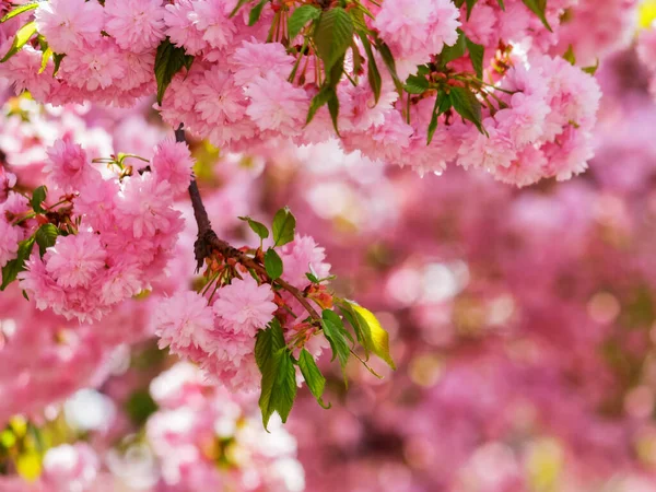 盛开的樱花树 植物的自然背景 — 图库照片