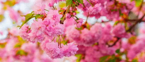 Pełne Zbliżenie Kwiat Wiśni Nadchodzi Wiosna — Zdjęcie stockowe
