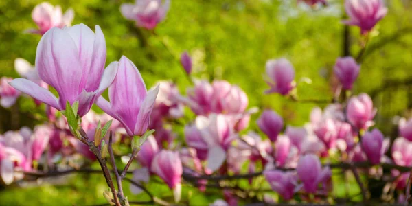 Magnolienzweige Voller Blüte Warmes Aprilwetter — Stockfoto