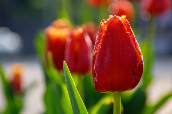Rode Tulpen Volle Bloei Mooie Tuin Achtergrond — Stockfoto