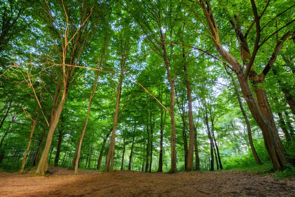 Yaprak Döken Ormanlarda Macera Kırsal Turizm Kavramı — Stok fotoğraf