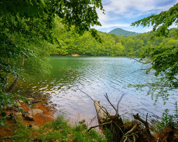 Riva Del Lago Vihorlat Bellissimo Paesaggio Naturale Estate Paesaggio Rurale — Foto Stock