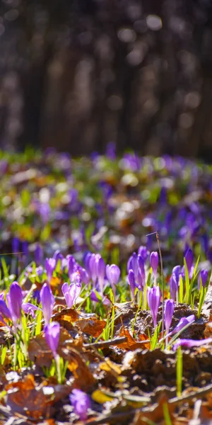 Azafrán Púrpura Floreciendo Día Soleado Primer Plano Naturaleza Fondo Primavera —  Fotos de Stock