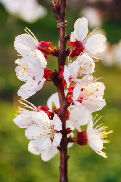 花园里开着粉红色的苹果花 春天里开着白花的背景 — 图库照片
