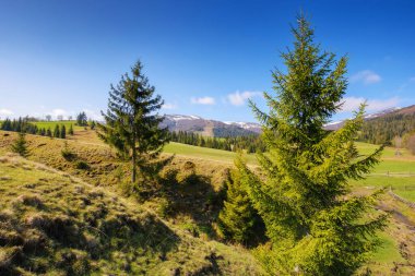 Çimenli tepeler ve dağların güzel bahar arkaplanı. Yamaçlardaki ağaçlar. Uzakta karla kaplı tepeler