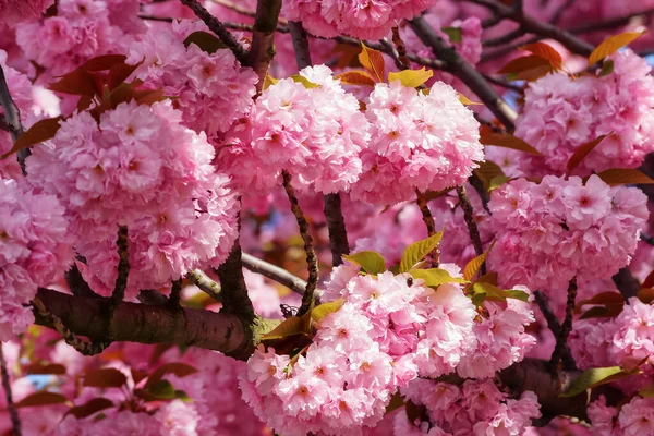 Skaura Větvička Před Zeleným Travnatým Pozadím Růžové Jemné Květiny — Stock fotografie