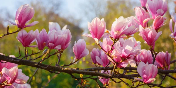 Magnolienblüten Gegenlicht Floraler Hintergrund Park Frühjahrsferienkonzept — Stockfoto