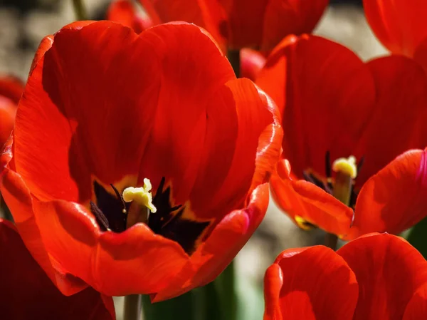 Açık Havada Kırmızı Laleler Güzel Bir Çiçeğe Yakın Çekim — Stok fotoğraf