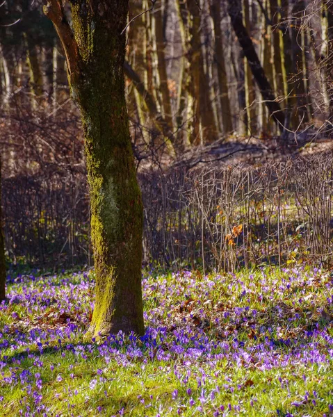 Purpurowe Krokusy Kwitnące Ogrodzie Kwiat Posłańca Wiosną — Zdjęcie stockowe