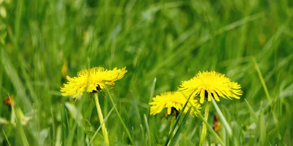 Gele Paardebloemen Bloeien Tussen Het Gras Onkruid Gazononderhoud — Stockfoto