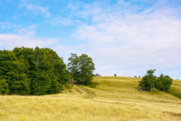 草原や牧草地が広がる風景です 丘の上にブナの木 — ストック写真