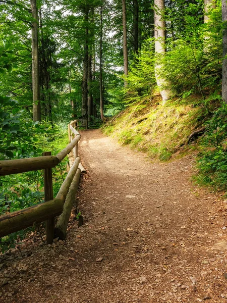Зелений Лісовий Парк Красивими Пейзажами Стежка Паркан Серед Дерев — стокове фото