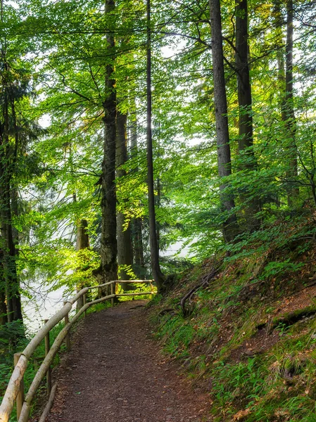 Lesní Stezka Parku Krásná Letní Krajina Pozadí — Stock fotografie