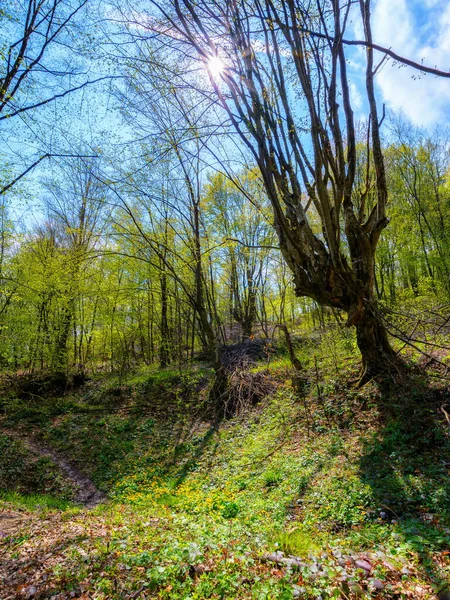 Prozkoumejte Divokou Krajinu Karpatských Lesů Stezka Mezi Stromy Přírodní Pozadí — Stock fotografie