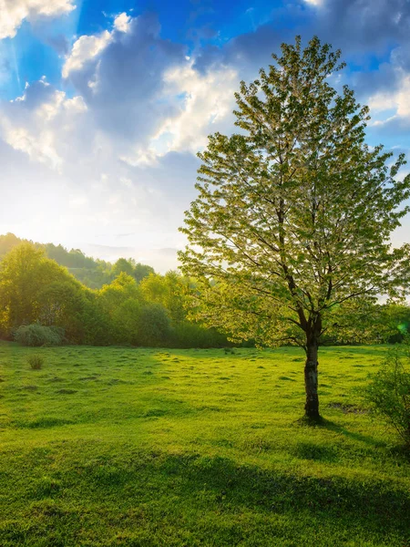 Bergige Landschaft Frühling Baum Und Weide Auf Dem Hügel Entferntes — Stockfoto