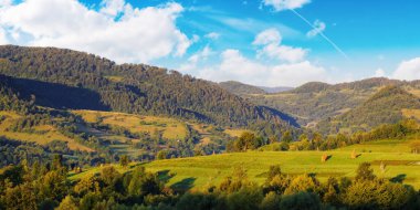 rural sunrise over valley and hills. carpathian landscape in summer