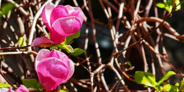 Purpurowe Kwiaty Magnolii Gałęzi Tło Wakacji Wiosennych — Zdjęcie stockowe