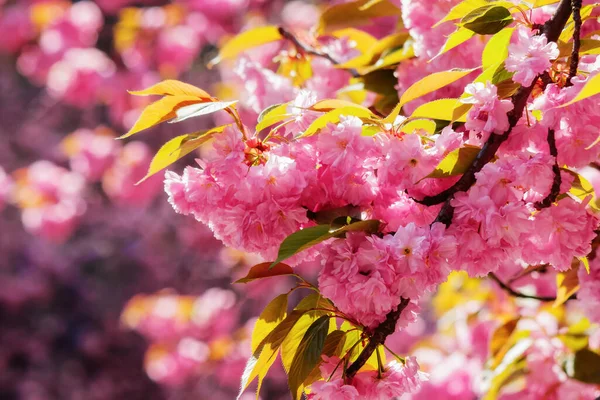 Kirschblüte Auf Dem Zweig Sonniges Wetter Frühling — Stockfoto