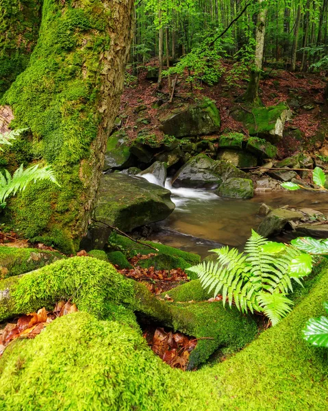 Brook Forest Tranquil Scenery Trees Rocks Covered Lush Moss — Stock Photo, Image